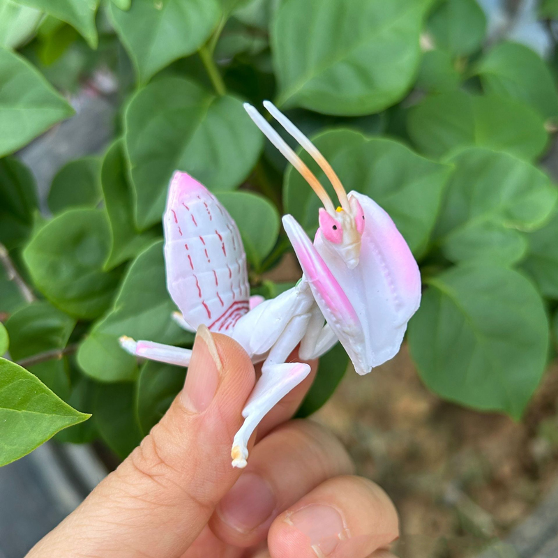 Realistic Animal Toy Model Pin - огляд і ціна Orchid Kids Education