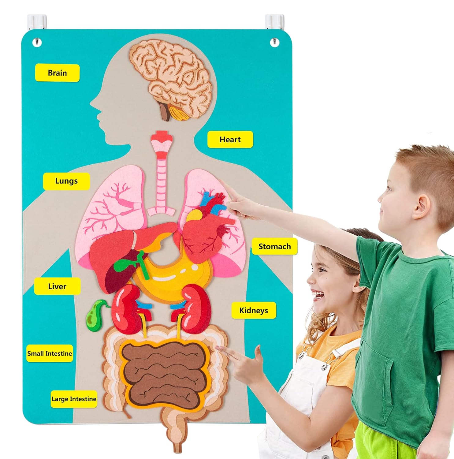 Human Body Parts Felt Board St - огляд і ціна Kids Education Story