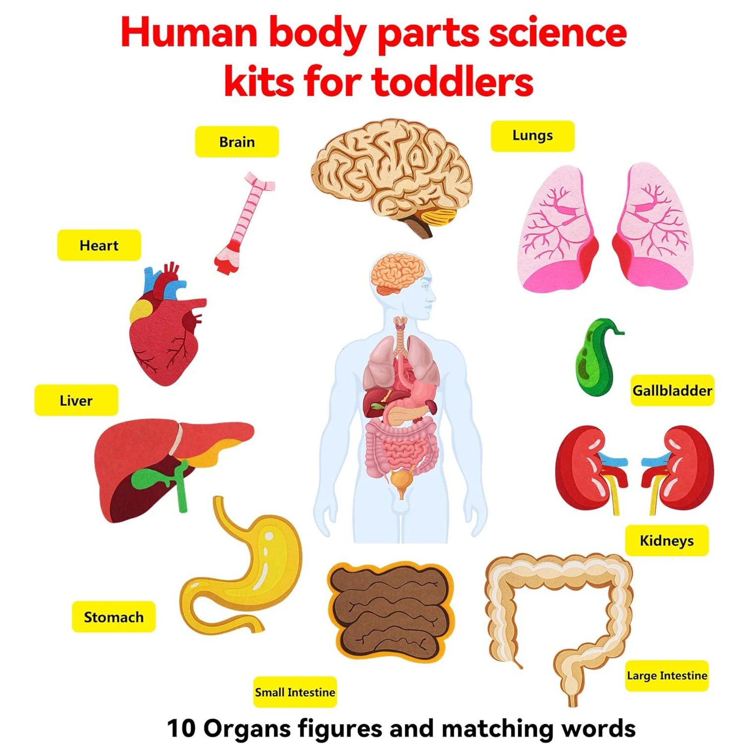 Human Body Parts Felt Board St - огляд і ціна Kids Education Story