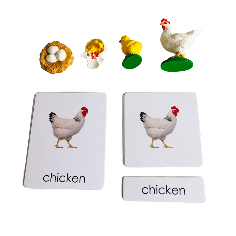 Life Cycle Animals Cards and M - огляд і ціна Kids Education Card
