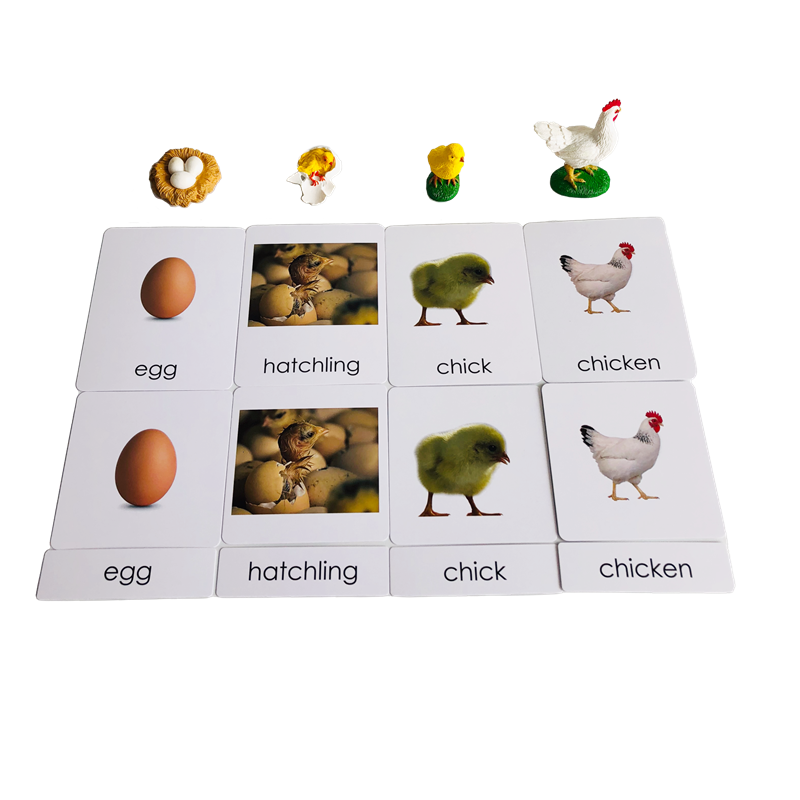 Life Cycle Animals Cards and M - огляд і ціна Kids Education Card