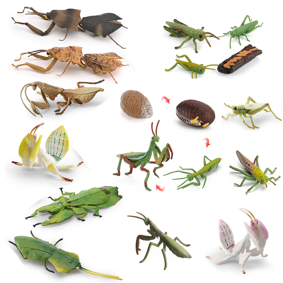 Realistic Orchid Mantis Dead L - огляд і ціна Orchid Kids Education