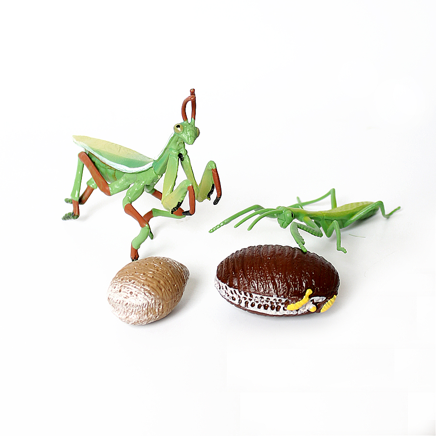Realistic Orchid Mantis Dead L - огляд і ціна Orchid Kids Education